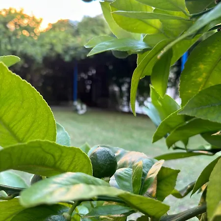 Valentinas Garden *