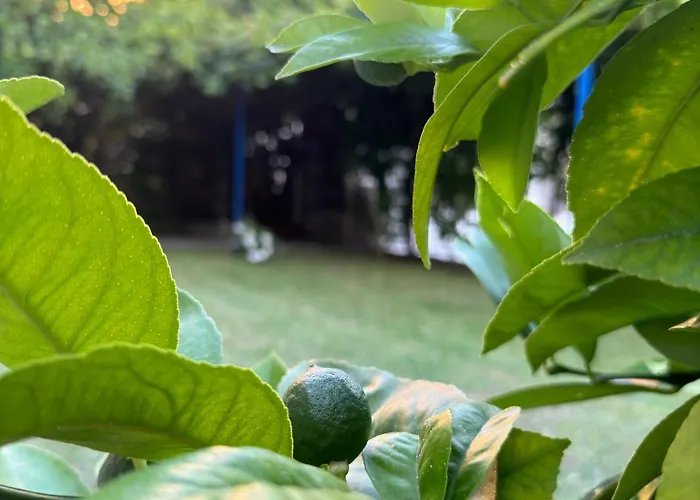 Valentinas Garden *